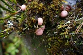 Attēlu rezultāti vaicājumam “Lycogala paraconfusum spores”