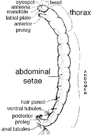 Attēlu rezultāti vaicājumam “Chironomidae larva”