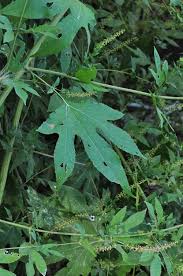 Attēlu rezultāti vaicājumam “Ambrosia artemisiifolia leaf”