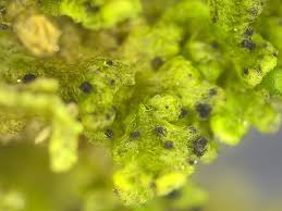 Attēlu rezultāti vaicājumam “Tortula lingulata macro”