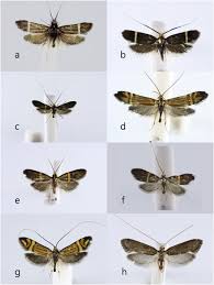 Attēlu rezultāti vaicājumam “Adelidae”