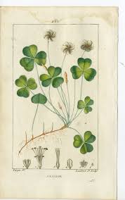 Attēlu rezultāti vaicājumam “Oxalis acetosella”