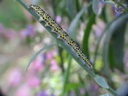 Attēlu rezultāti vaicājumam “Calophasia lunula larva”
