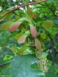 Attēlu rezultāti vaicājumam “Acer pseudoplatanus fruit”