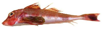 Image result for Chelidonichthys cuculus
