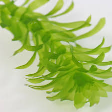 「水蘊草」的圖片搜尋結果