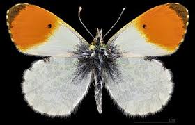 Attēlu rezultāti vaicājumam “Anthocharis cardamines male”