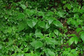Attēlu rezultāti vaicājumam “Stachys sylvatica leaf”