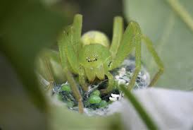 Attēlu rezultāti vaicājumam “Micrommata virescens”