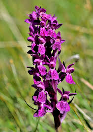 Attēlu rezultāti vaicājumam “Dactylorhiza majalis subsp. baltica bud”