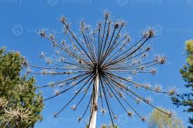 Attēlu rezultāti vaicājumam “Heracleum sosnowskyi leaf”