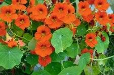 Attēlu rezultāti vaicājumam “Tropaeolaceae”