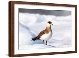 Attēlu rezultāti vaicājumam “Stercorarius parasiticus adult”