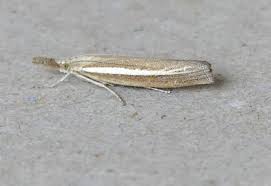 Attēlu rezultāti vaicājumam “Agriphila selasella”