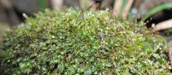 Attēlu rezultāti vaicājumam “Fissidens bryoides sporophyte”