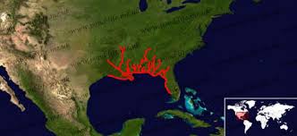 Image result for Acipenser desotoi