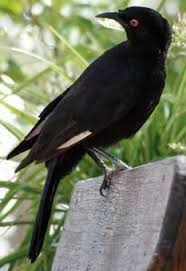 Image result for Pyrrhocorax pyrrhocorax
