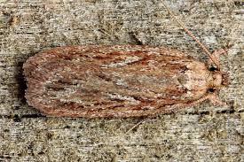 Attēlu rezultāti vaicājumam “Depressaria depressana”