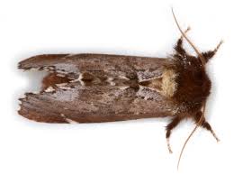 Attēlu rezultāti vaicājumam “Odontosia carmelita”