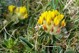 Attēlu rezultāti vaicājumam “Anthyllis vulneraria leaf”