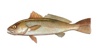 Image result for Argyrosomus inodorus