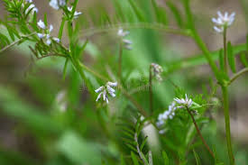 Attēlu rezultāti vaicājumam “Vicia hirsuta flower”