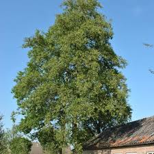 Attēlu rezultāti vaicājumam “Alnus”