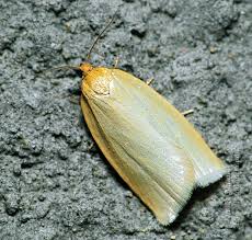 Attēlu rezultāti vaicājumam “Aphelia viburniana”