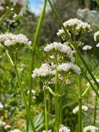 Attēlu rezultāti vaicājumam “Valeriana officinalis”