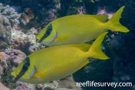 Image result for Siganus rivulatus