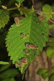 Attēlu rezultāti vaicājumam “Tetraneura ulmi”