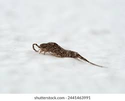 Attēlu rezultāti vaicājumam “Machilidae”