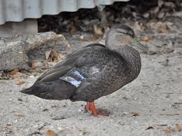 Image result for Anas rubripes