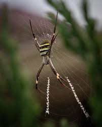 Image result for st andrews cross spider