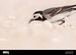 Attēlu rezultāti vaicājumam “Motacilla alba”