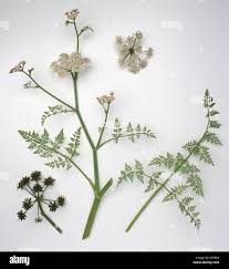 Attēlu rezultāti vaicājumam “Oenanthe aquatica flower”