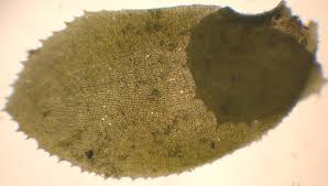 Attēlu rezultāti vaicājumam “Scapania lingulata”