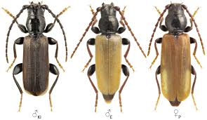 Attēlu rezultāti vaicājumam “Tetropium fuscum”