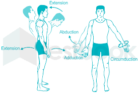 Image result for body midline