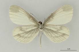 Attēlu rezultāti vaicājumam “Leptidea sinapis”