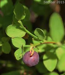 Attēlu rezultāti vaicājumam “Vaccinium myrtillus leaf”