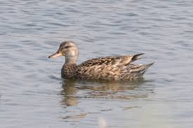 Attēlu rezultāti vaicājumam “Anas strepera female”