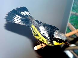 Image result for Dendroica magnolia