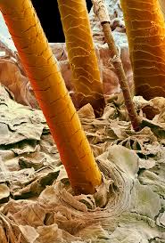 Image result for human hair microscope image