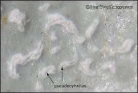 Attēlu rezultāti vaicājumam “Parmelia submontana”