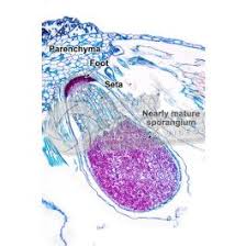 Attēlu rezultāti vaicājumam “Leiocolea rutheana sporophyte”