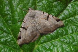 Attēlu rezultāti vaicājumam “Macaria wauaria”