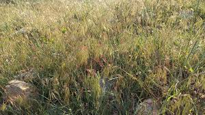 Attēlu rezultāti vaicājumam “Anisantha tectorum”