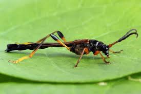 Attēlu rezultāti vaicājumam “Necydalis major”