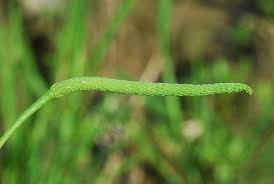 Attēlu rezultāti vaicājumam “Myosurus minimus”